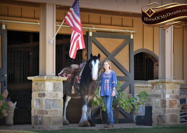 001-Blue-Moon-Bay-Pearl-gypsy-Vanner-Gelding-For-Sale-driving-kids-family-husband-horse-for-sale