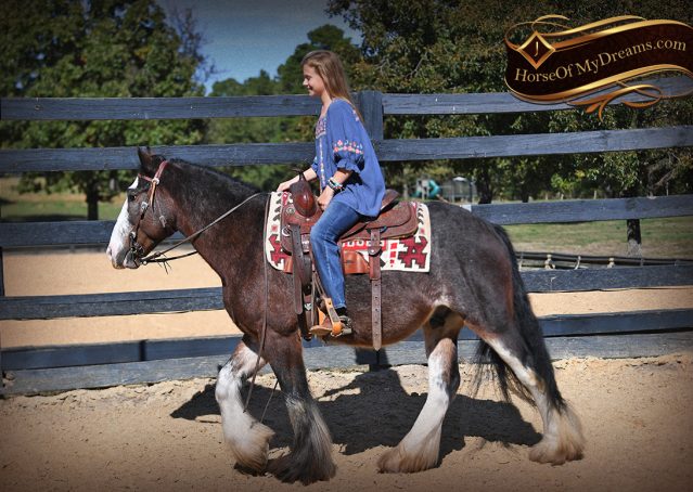 002-Blue-Moon-Bay-Pearl-gypsy-Vanner-Gelding-For-Sale-driving-kids-family-husband-horse-for-sale