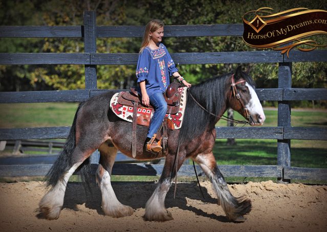 003-Blue-Moon-Bay-Pearl-gypsy-Vanner-Gelding-For-Sale-driving-kids-family-husband-horse-for-sale