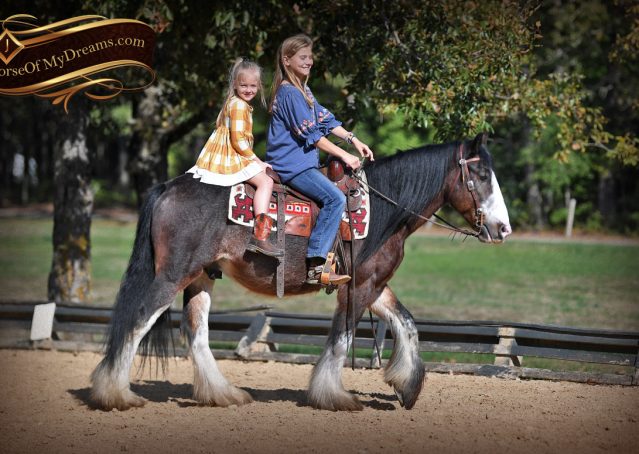 005-Blue-Moon-Bay-Pearl-gypsy-Vanner-Gelding-For-Sale-driving-kids-family-husband-horse-for-sale