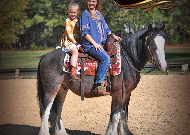 006-Blue-Moon-Bay-Pearl-gypsy-Vanner-Gelding-For-Sale-driving-kids-family-husband-horse-for-sale