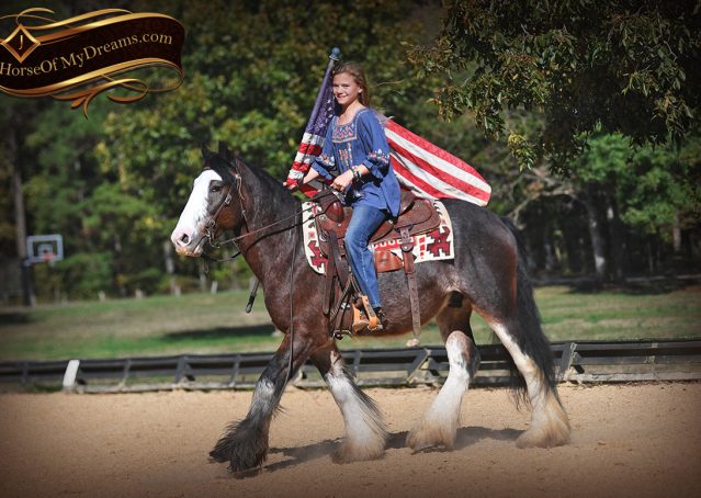 007-Blue-Moon-Bay-Pearl-gypsy-Vanner-Gelding-For-Sale-driving-kids-family-husband-horse-for-sale