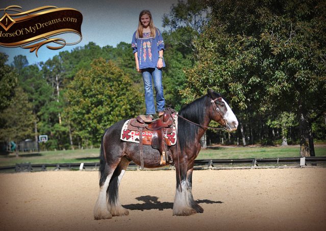 008-Blue-Moon-Bay-Pearl-gypsy-Vanner-Gelding-For-Sale-driving-kids-family-husband-horse-for-sale