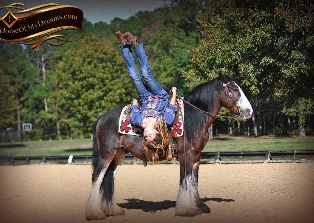 009-Blue-Moon-Bay-Pearl-gypsy-Vanner-Gelding-For-Sale-driving-kids-family-husband-horse-for-sale