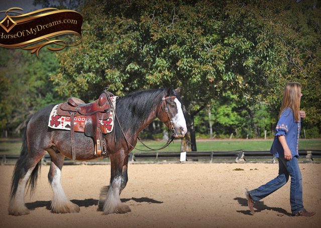 010-Blue-Moon-Bay-Pearl-gypsy-Vanner-Gelding-For-Sale-driving-kids-family-husband-horse-for-sale