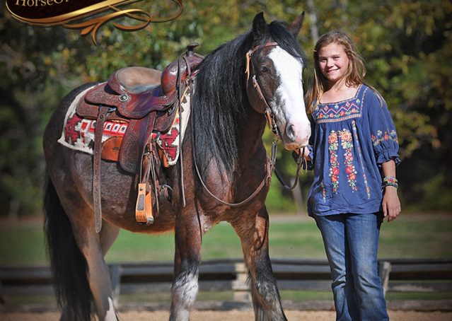 011-Blue-Moon-Bay-Pearl-gypsy-Vanner-Gelding-For-Sale-driving-kids-family-husband-horse-for-sale