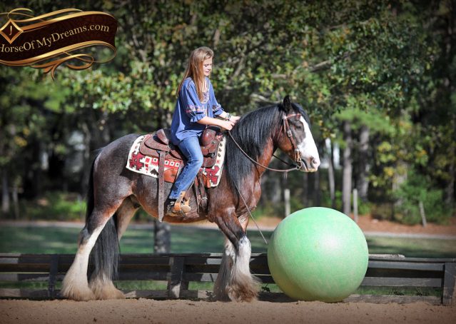 012-Blue-Moon-Bay-Pearl-gypsy-Vanner-Gelding-For-Sale-driving-kids-family-husband-horse-for-sale