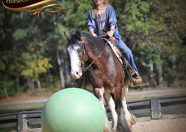013-Blue-Moon-Bay-Pearl-gypsy-Vanner-Gelding-For-Sale-driving-kids-family-husband-horse-for-sale