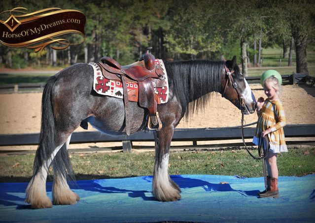 014-Blue-Moon-Bay-Pearl-gypsy-Vanner-Gelding-For-Sale-driving-kids-family-husband-horse-for-sale