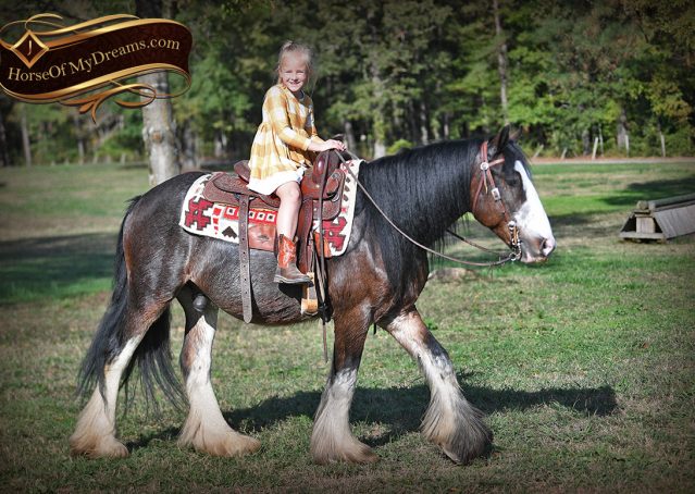 015-Blue-Moon-Bay-Pearl-gypsy-Vanner-Gelding-For-Sale-driving-kids-family-husband-horse-for-sale