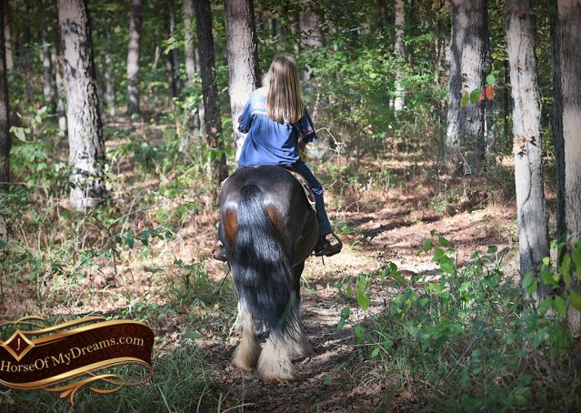 016-Blue-Moon-Bay-Pearl-gypsy-Vanner-Gelding-For-Sale-driving-kids-family-husband-horse-for-sale