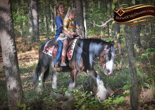 017-Blue-Moon-Bay-Pearl-gypsy-Vanner-Gelding-For-Sale-driving-kids-family-husband-horse-for-sale