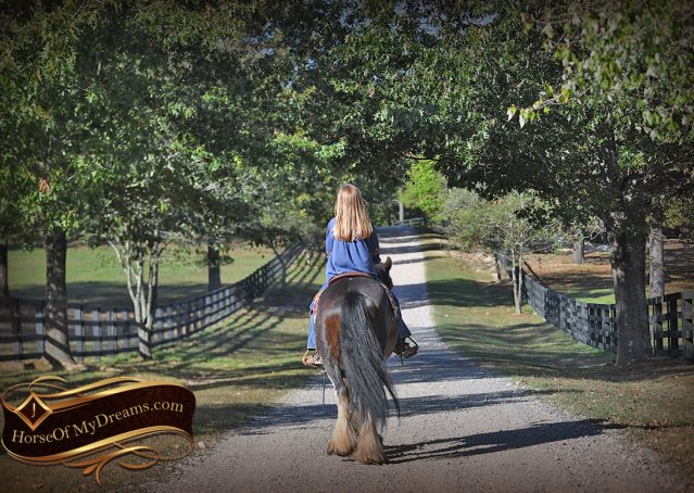 018-Blue-Moon-Bay-Pearl-gypsy-Vanner-Gelding-For-Sale-driving-kids-family-husband-horse-for-sale