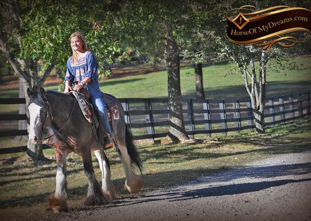 019-Blue-Moon-Bay-Pearl-gypsy-Vanner-Gelding-For-Sale-driving-kids-family-husband-horse-for-sale