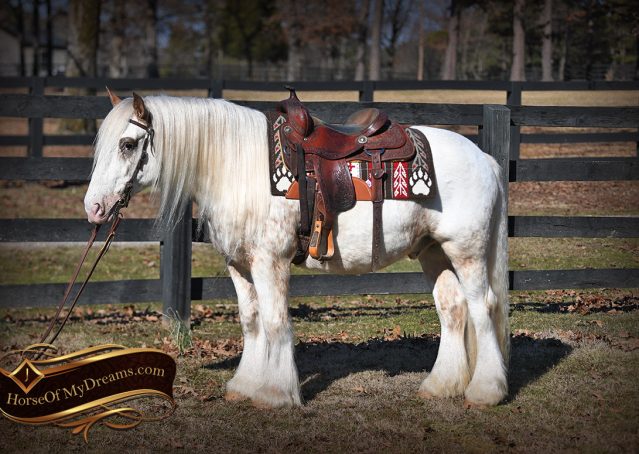 001-Stormy-Appaloosa-spotted-Chestnut-flaxen-gypsy-vanner-gelding-for-sale