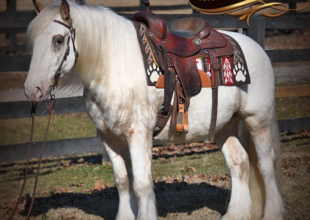 002-Stormy-Appaloosa-spotted-Chestnut-flaxen-gypsy-vanner-gelding-for-sale
