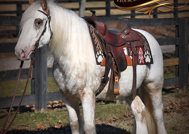 003-Stormy-Appaloosa-spotted-Chestnut-flaxen-gypsy-vanner-gelding-for-sale
