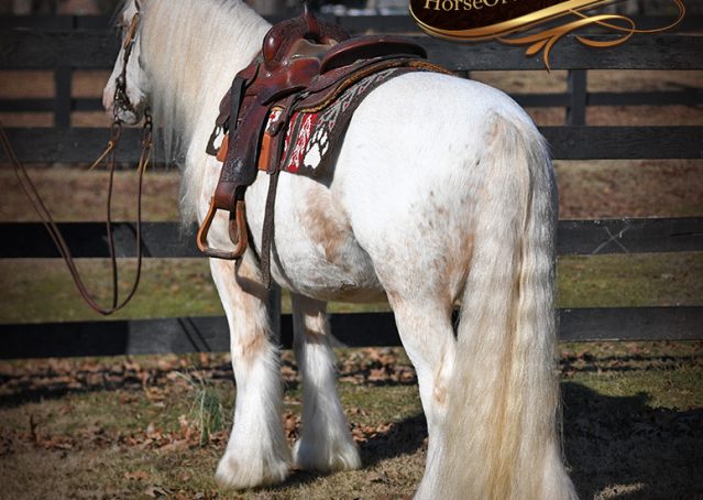 005-Stormy-Appaloosa-spotted-Chestnut-flaxen-gypsy-vanner-gelding-for-sale