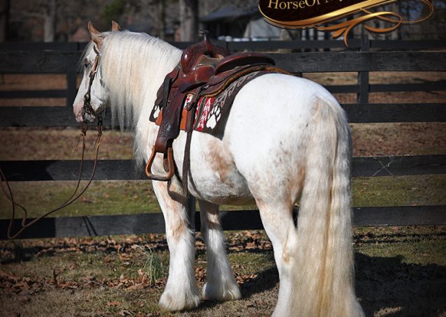 006-Stormy-Appaloosa-spotted-Chestnut-flaxen-gypsy-vanner-gelding-for-sale