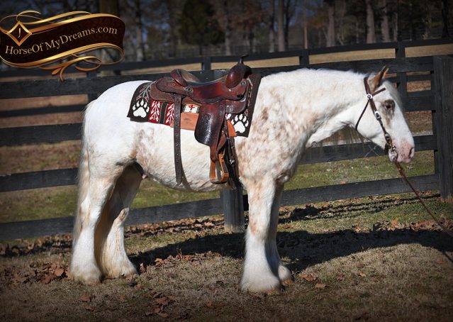 007-Stormy-Appaloosa-spotted-Chestnut-flaxen-gypsy-vanner-gelding-for-sale