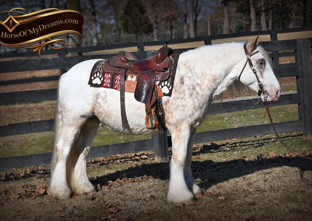 008-Stormy-Appaloosa-spotted-Chestnut-flaxen-gypsy-vanner-gelding-for-sale
