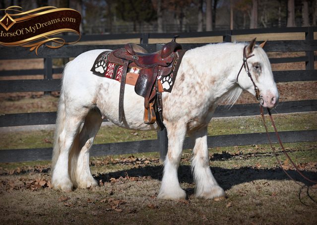 009-Stormy-Appaloosa-spotted-Chestnut-flaxen-gypsy-vanner-gelding-for-sale