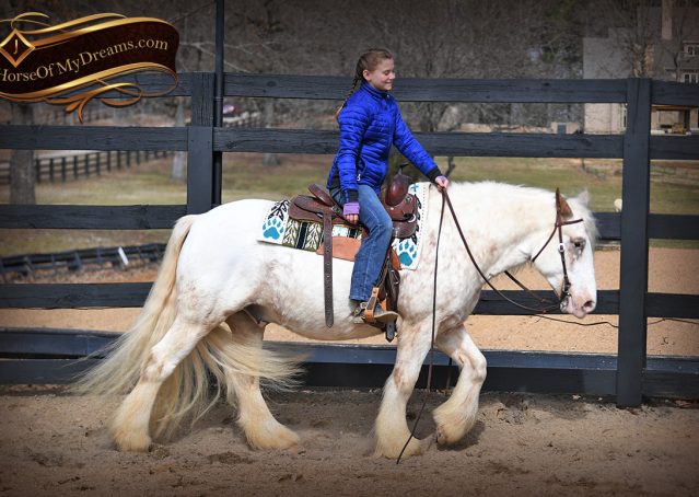 013-Stormy-Appaloosa-spotted-Chestnut-flaxen-gypsy-vanner-gelding-for-sale