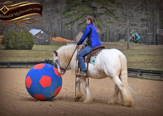 018-Stormy-Appaloosa-spotted-Chestnut-flaxen-gypsy-vanner-gelding-for-sale