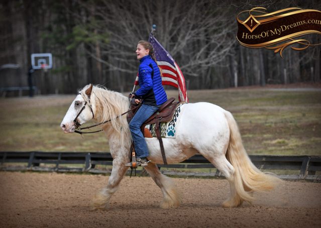 022-Stormy-Appaloosa-spotted-Chestnut-flaxen-gypsy-vanner-gelding-for-sale