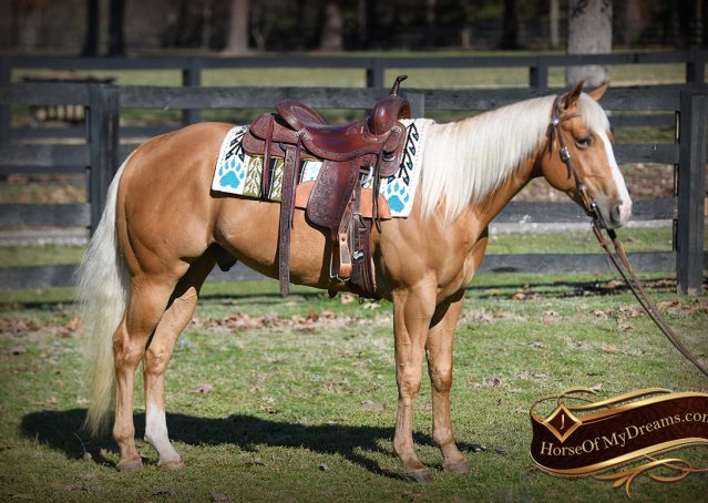 001-Ollie-AQHA-Golden-Palomino-Wimpys-Little-Step-Gelding-Fancy-Family-Kids-For-Sale-Trails-Reining-Ranch-Horse