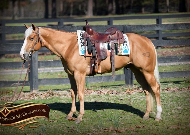 007-Ollie-AQHA-Golden-Palomino-Wimpys-Little-Step-Gelding-Fancy-Family-Kids-For-Sale-Trails-Reining-Ranch-Horse