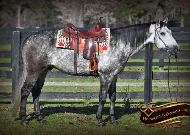 001-Sterling-Gray-AQHA-Gelding-For-Sale
