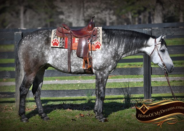 002-Sterling-Gray-AQHA-Gelding-For-Sale