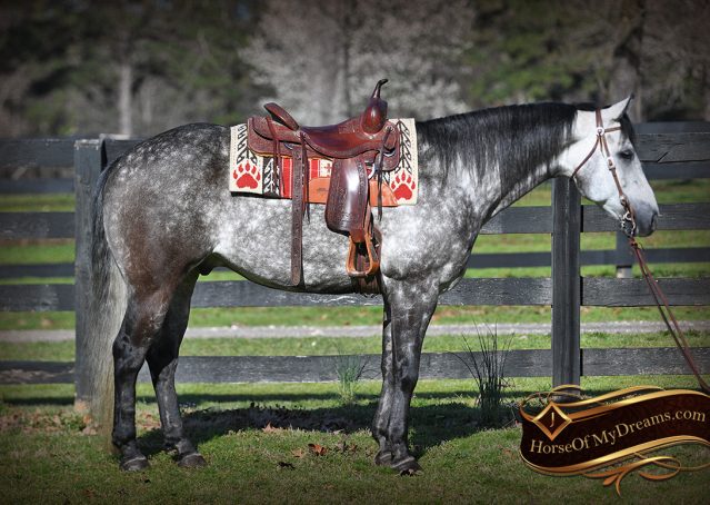 003-Sterling-Gray-AQHA-Gelding-For-Sale