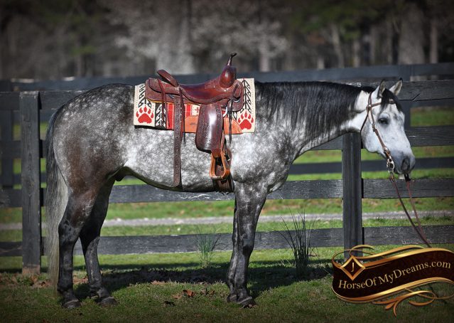 004-Sterling-Gray-AQHA-Gelding-For-Sale