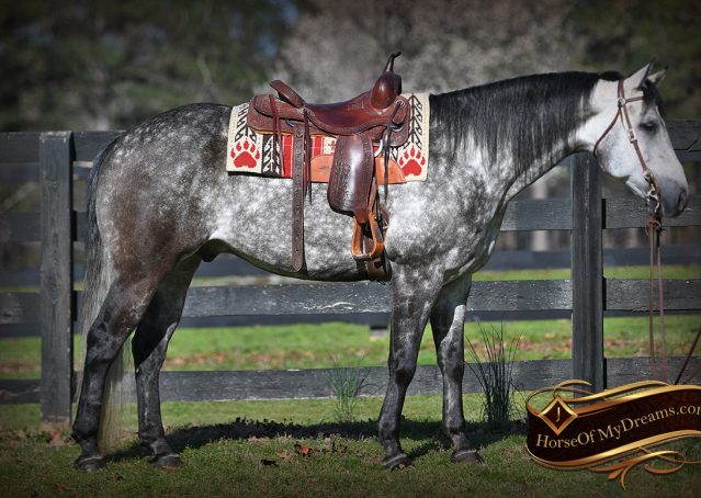 006-Sterling-Gray-AQHA-Gelding-For-Sale