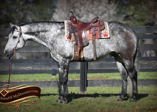 009-Sterling-Gray-AQHA-Gelding-For-Sale