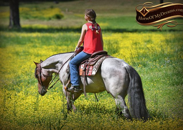 011-Rowan-AQHA-Bay-Roan-Gelding-For-Sale-Beginner-Family-Kids-gentle-trail-horse-for-sale