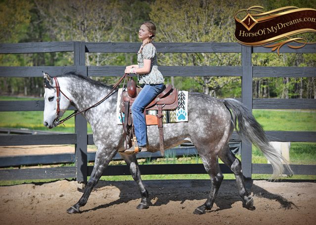 013-Sterling-Gray-AQHA-Gelding-For-Sale