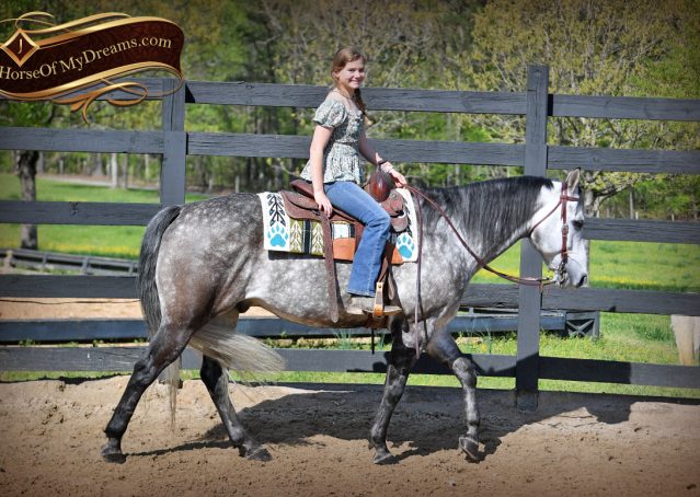 014-Sterling-Gray-AQHA-Gelding-For-Sale