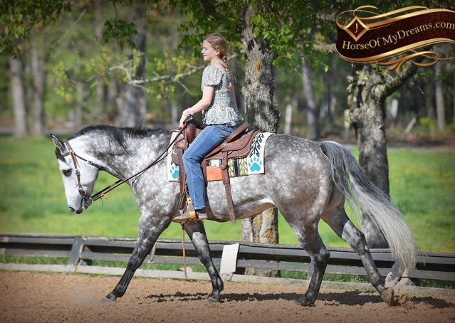 020-Sterling-Gray-AQHA-Gelding-For-Sale