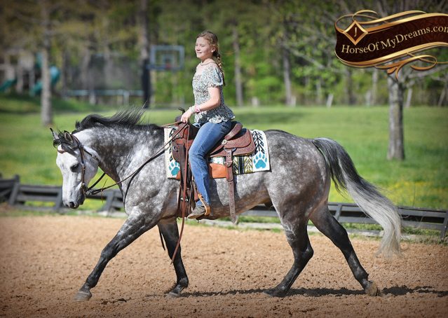 021-Sterling-Gray-AQHA-Gelding-For-Sale