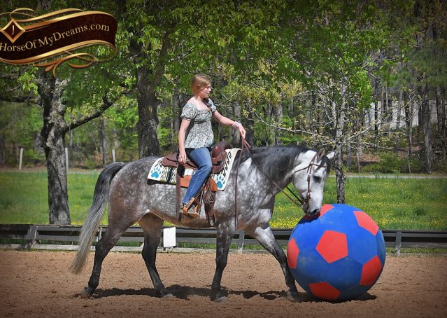022-Sterling-Gray-AQHA-Gelding-For-Sale