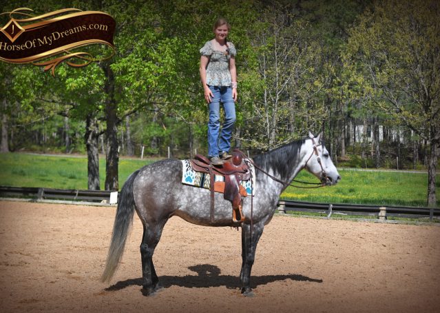 027-Sterling-Gray-AQHA-Gelding-For-Sale