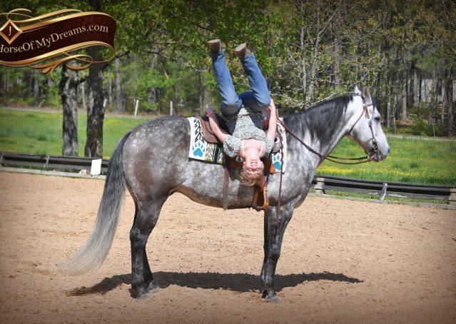 028-Sterling-Gray-AQHA-Gelding-For-Sale