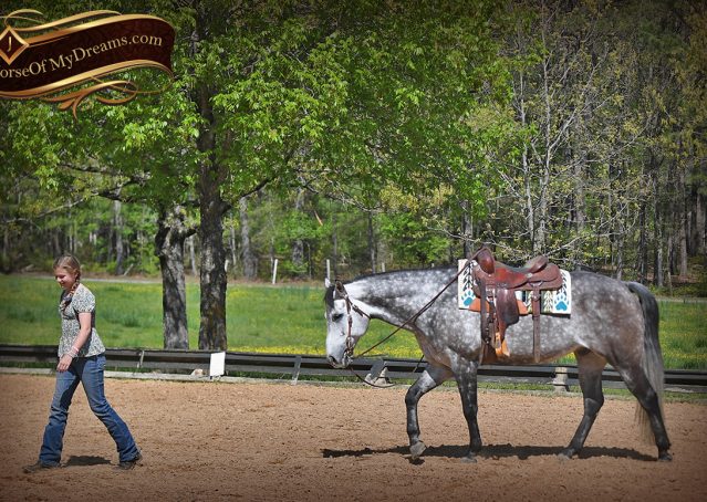 029-Sterling-Gray-AQHA-Gelding-For-Sale