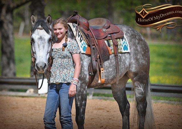 030-Sterling-Gray-AQHA-Gelding-For-Sale