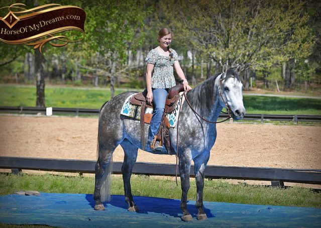031-Sterling-Gray-AQHA-Gelding-For-Sale