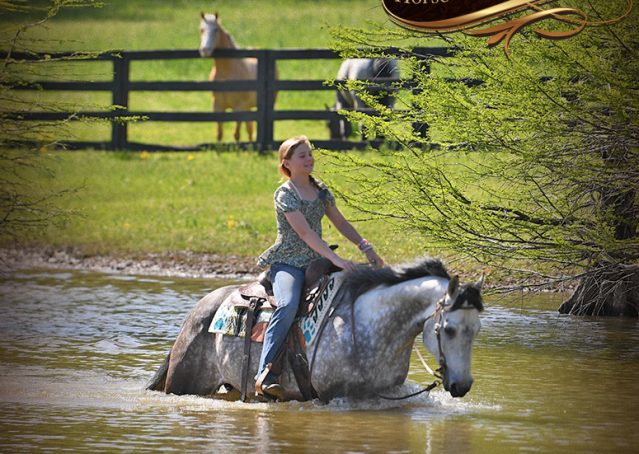 036-Sterling-Gray-AQHA-Gelding-For-Sale