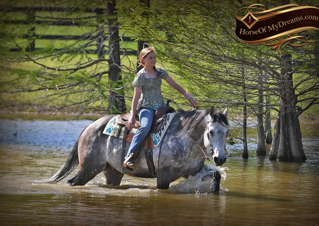 037-Sterling-Gray-AQHA-Gelding-For-Sale